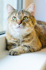 Fototapeta premium Portrait of a domestic cat on a white windowsill. Cat lays near the window close-up