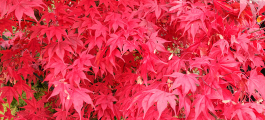 Japanischer Ahorn mit rotem Herbstlaub