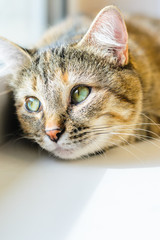 Face of a cat with interested look close-up on a white background with an empty space for text placement
