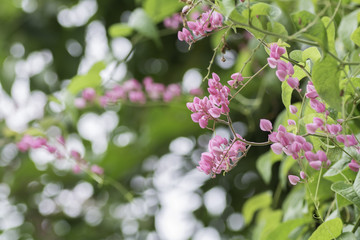Confederate vine on  Bokeh background