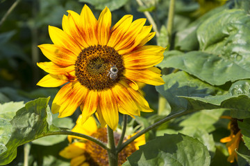 Open bright yellow sunflower and bumblebee sipping at sunflower.