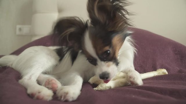Papillon Continental Toy Spaniel puppy gnaws dried leg of mutton stock footage video