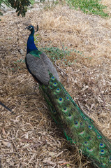 Obraz premium Peacock at the wild