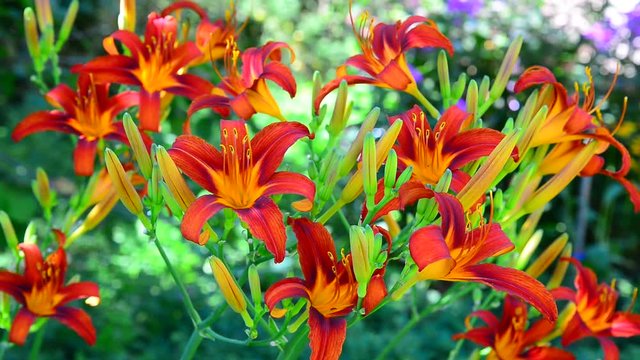 Beautiful bright daylilies on the flowerbed