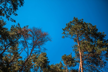 Obraz premium Top of tree on blue sky background