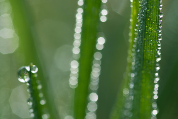 waterdrops on a leaf