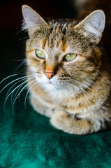 Tabby Cat Portrait. Domestic cat lying on a green pillow close-up