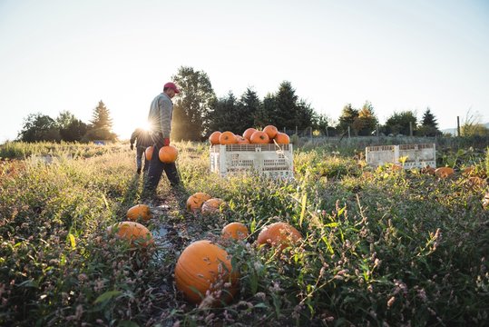 Farmers working in field