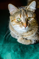Tabby Cat Portrait. Domestic cat lying on a green pillow close-up