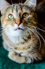 Tabby Cat Portrait. Domestic cat lying on a green pillow close-up