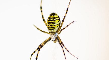Wasp Spider