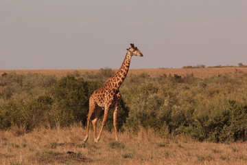 Tanzanian Wildlife