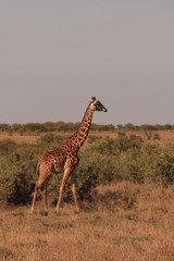 Tanzanian Wildlife