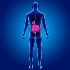 Stomach and intestine with body posterior view