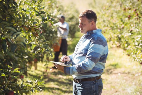 Farmer using digital tablet in apple orchard
