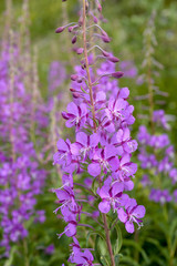 Epilobe en épi, epilobium angustofolium