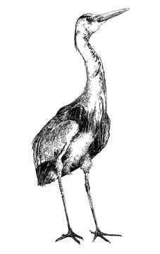 recommend clip art: Bird one