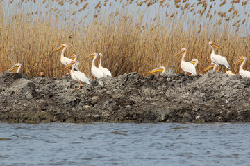 Group of white pelicans in the danube delta