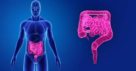 Intestine zoom with organs anterior view