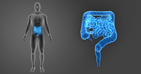 Intestine zoom with organs anterior view