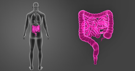 Intestine zoom with organs posterior view