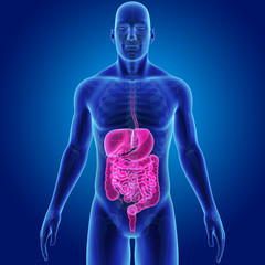 Digestive system with skeleton anterior view