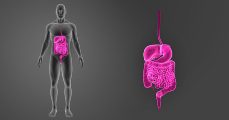 Digestive system zoom with body anterior view