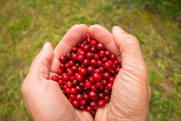 Hand in mittens holds a cowberries berries