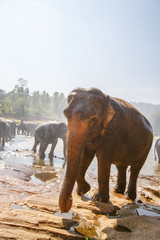 Fototapeta na wymiar Wild Elephant in sri lanka