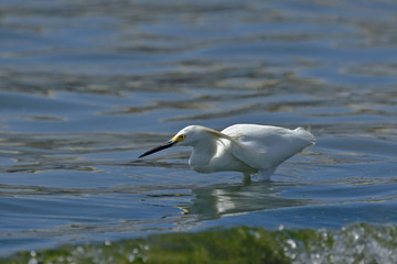 Garceta nívea (Egretta thula)