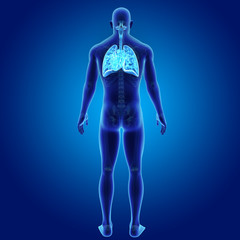 Lungs and Heart with skeleton posterior view