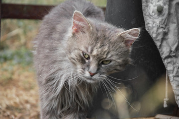 Portrait of thick long haired gray Chantilly Tiffany cat relaxing in the garden. Close up of fat tomcat with stunning big green eyes sitting at home. Grey tom cat lying in rural garden