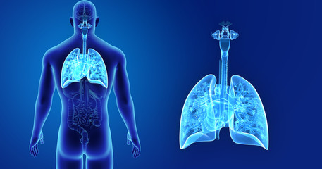 Lungs and Heart zoom with organs posterior view