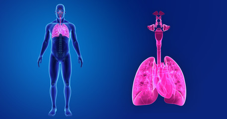 Lungs and Heart zoom with skeleton anterior view