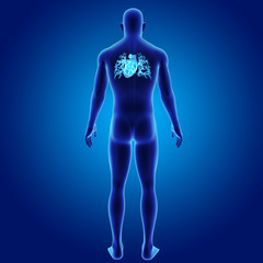Heart with body posterior view