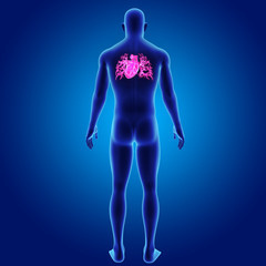 Heart with body posterior view