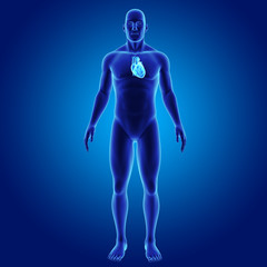 Heart with body anterior view