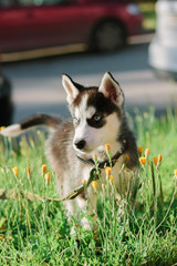 Little husky dog puppy on walk