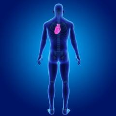 Heart with skeleton posterior view