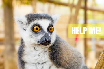 A funny Lemur katta, the inscription: 