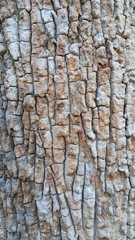 Close up of wood texture background