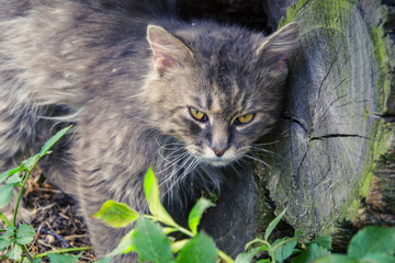 Portrait of thick long haired gray Chantilly Tiffany cat relaxing in the garden. Close up of fat tomcat with stunning big green eyes sitting at home. Grey tom cat lying in rural garden