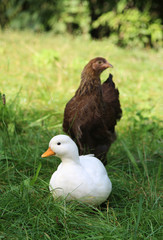 white duck sitting in grass, with brown behind it