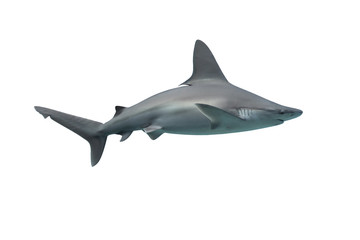 Shark isolated on white background