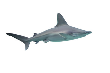 Shark isolated on white