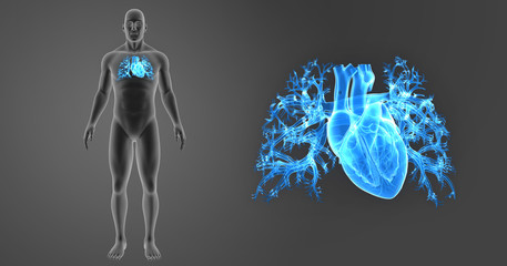 Heart zoom with body anterior view
