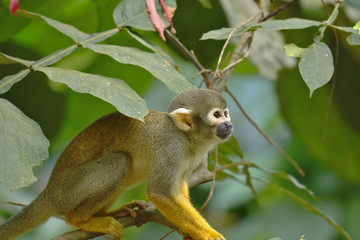 MONO FRAILECILLO O ARDILLA (Saimiri sciureus)