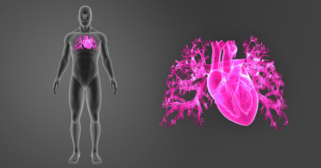 Heart zoom with body anterior view