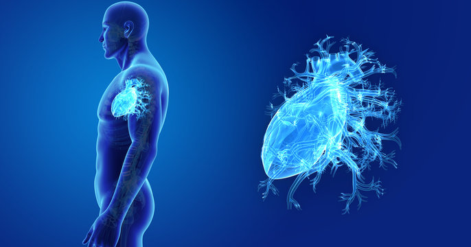 Heart zoom with skeleton lateral view