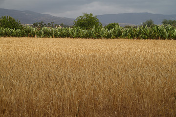 Поле с пшеницей